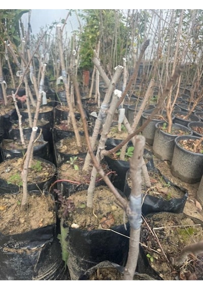 Tüplü Aşılı ,ucb1 Anaçlı Siirt Fıstığı , 2 Adet 1 Erkek, 1 Dişi Boy 30/40 Cm