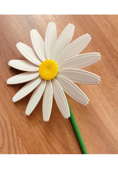 Papatya Rüzgar Gülü