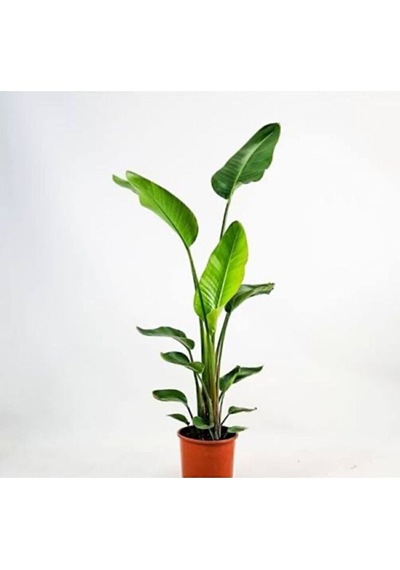 Thebestonline Strelitzia Starliçe 80-110 Cm Boyunda Tek Gövdeli Salon Bitkisi Iç Mekan Bitkisi