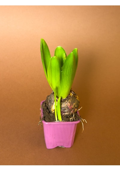 Sümbül Hyacinthus Orientalis 19 Cm Tekli Saksıda Filizlenmiş Form
