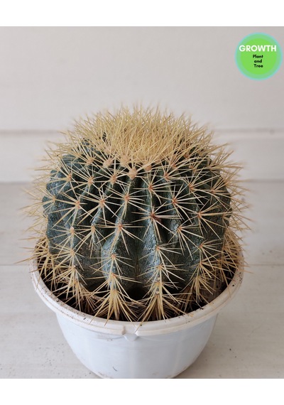 Echinocactus Grusonii Altın Fıçı Kaktüs 1 Adet