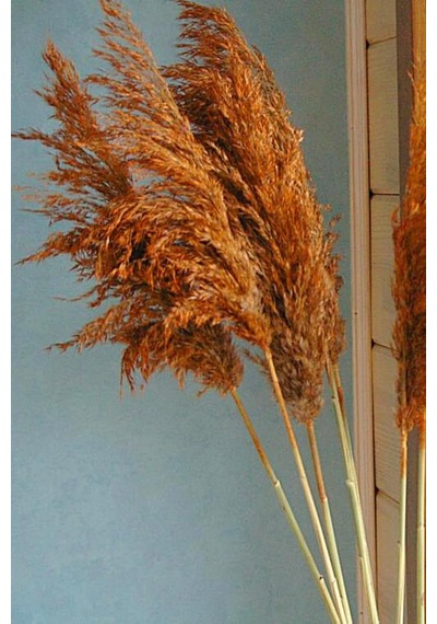Alyones 8'li Büyük Demet Pampas Turuncu 100cm Boyunda Diğer