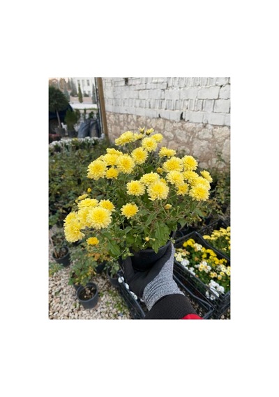 Buğday Sarısı Kasımpatı Krizantem Chrysanthemum Çiçeği 10-20 Cm