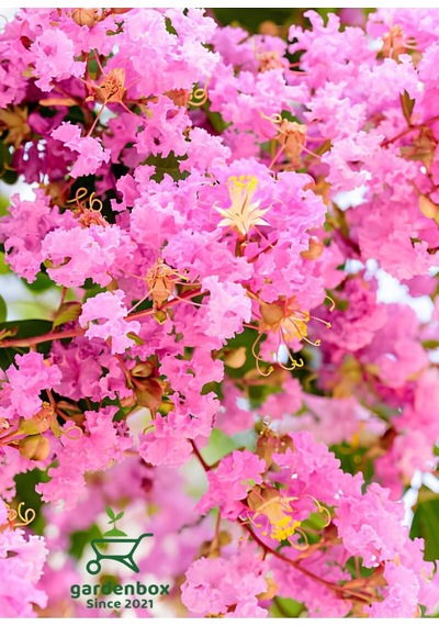 Pembe Renk Oya Ağacı Bitkisi 1 Adet Saksılı 30-60cm Çiçekli Bahçe Bitkisi