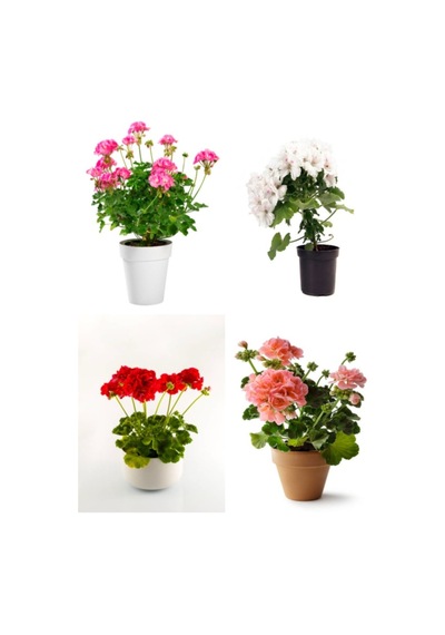 Videolu Özel Seri Sardunya 20 40 Cm 4 Adet Saksılı Çiçekli Bodur Bitki Pelargonium