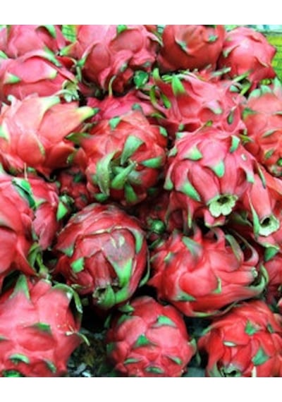 Hollanda'Dan İthal Pitaya Kırmızı Ejder Meyvesi Tohumu 25 Tohum