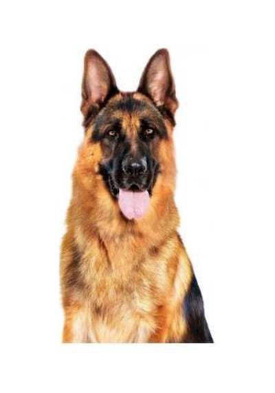 Royal Canin Büyük Irklar İçin Yaş Konserve Köpek Maması 410g