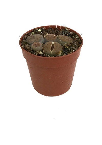 Lithops Mix (Taş Kaktüs) Ø5,5 CM Y0-10 CM