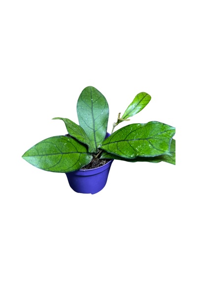 Hoya Crassipetiolata Mum Çiçeği