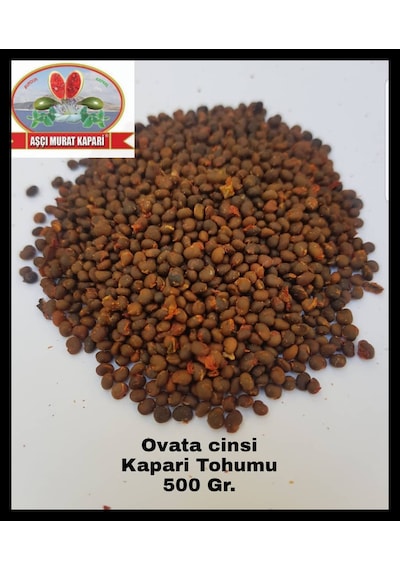 Kapari Tohumu 500 GR Ovata Cinsi Aşçı Murat Kapari
