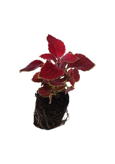 Kartopu Viburnum 1 Adet+kırmızı Begonvil 1 Adet+yaprak Güzeli Hediye Bahçe Bitkisi