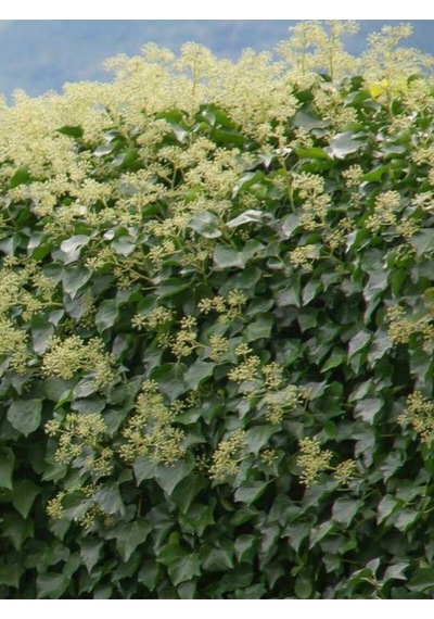Estetik Formlu Hedera Helix 40-60 Cm Canlı Duvar Ve Çit Sarmaşığı