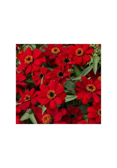 Zinnia Çiçeği Tohumu - Mini Çiçekli, Kirli Hanım, Kırmızı - 5 Adet
