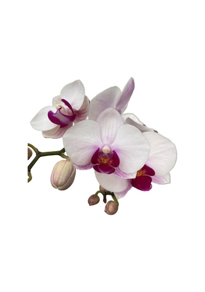 Phalaenopsis 'gibraltar' Beyaz Orkide Ø12 Cm 45-50 Cm