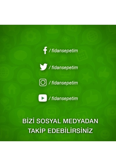 4 Yaş Aşılı Ekşi Kara Urmu Dut Fidanı N11.838