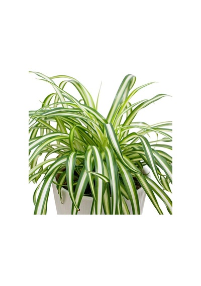 Yeşil Kurdele Çiçeği Chlorophytum Comosum 30 40cm Boyunda 14cm Saksıda Hava Temizleyen Çiçek