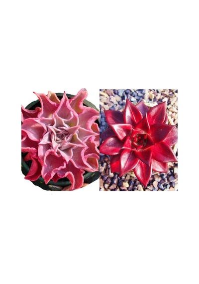 10 Adet Echeveria Madiba Pink Lips Succulent Tohumu