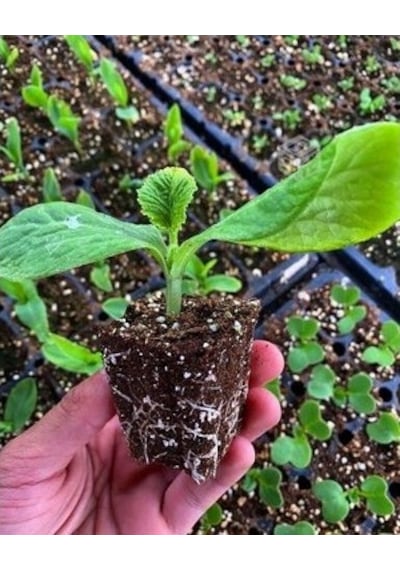 70 Li Plastik Viyol Çimlendirme Viyolü + Tohum