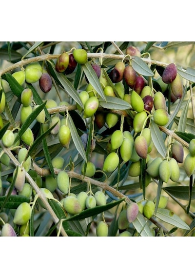Tüplü Tam Bodur Koroneiki Zeytin Fidanı Meyve Verme Durumunda