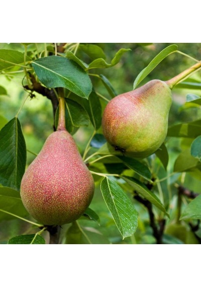 Etruşka Armut Fidanı "pyrus Communis" 2 Yaşında Tüplü