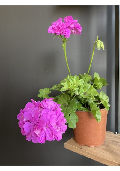 Nura Botanik Sakız Çiçeği Rengi Koyu Pembedir. Boyutu 10 Cm / 15 Cm Dir.