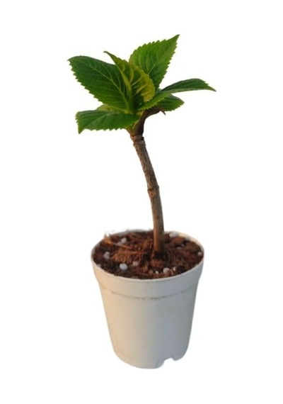 Mini Ortanca Çiçeği 5-10 Cm 1 Adet Saksılı, Btsnn30032431 Diğer
