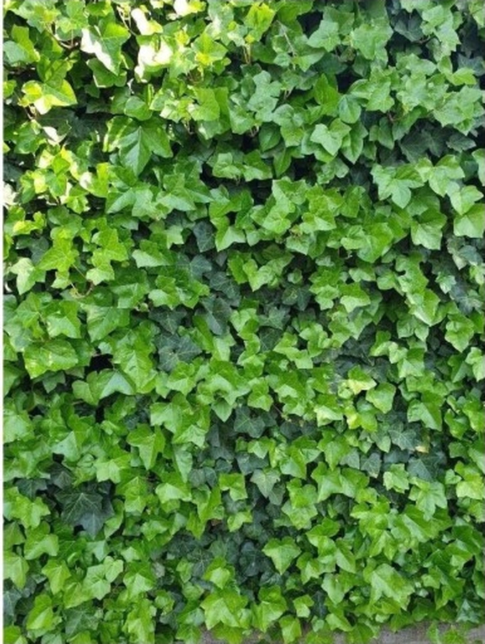 Duvar Sarmaşığı Hedera Helix Kaya Sarmaşığı Fidanı 10-20 Cm