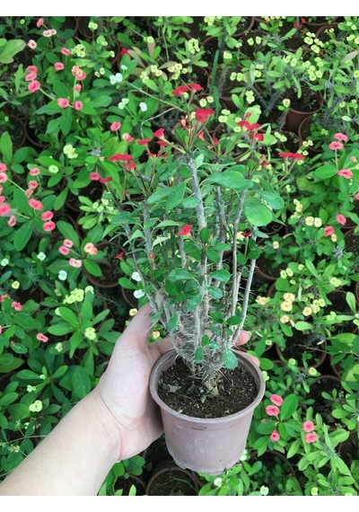 Dikenler Tacı Küçük Çiçekli Ithal Euphorbia Milli Kırmızı