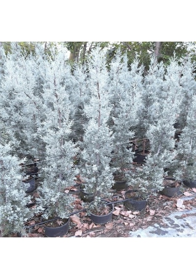 Mavi Selvi Cupressus Arizonica 200cm