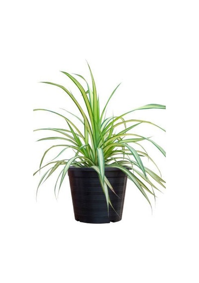 Kurdele Çiçeği 20-40cm Salon Dekoratif Çiçeği