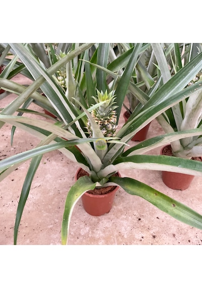 Ananas Bitkisi Üzeri Meyveli