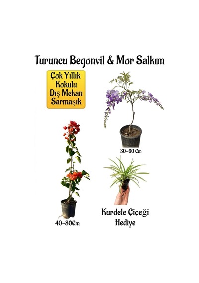 Turuncu Begonvil Çiçeği+mor Salkım Ağacı Fidanı Kurdele Çiçeği Bahçe Peyzaj Seti