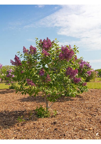 Videolu Hoş Kokulu Mor Renkli 1 Adet Leylak Ağacı Fidanı 40-80cm Tüplü Lilac Tree Sapling