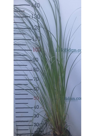 3 Yaş Pampas -saz Püskülü Fidanı-120-150 Cm