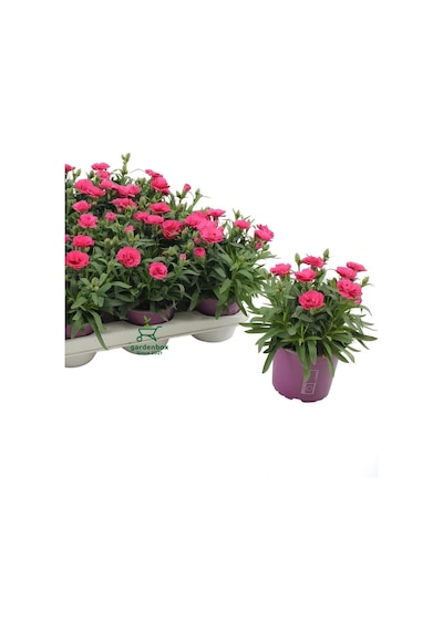 Yeni Sezon Dolgun Çiçekli Karanfil Çiçeği Pembe Renk 1 Adet Saksılı 15-25cm