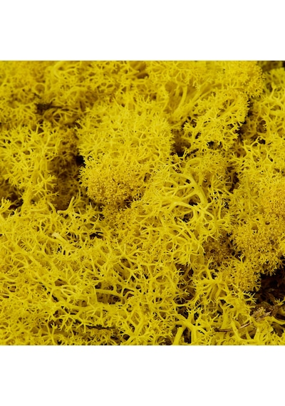 Trend Bahçe Sari Şoklanmış Reindermoss Teraryum Yosunu 50 G