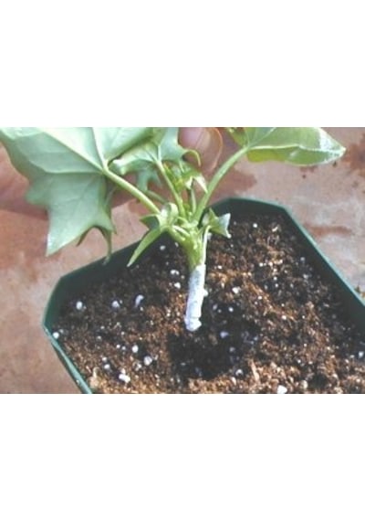 Eastroot® Kullanıma Hazır Köklendirme Toz ( 2000 Ppm Iba) 50 Gr