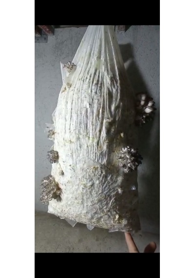 100 Gram İstiridye Mantar Tohumu