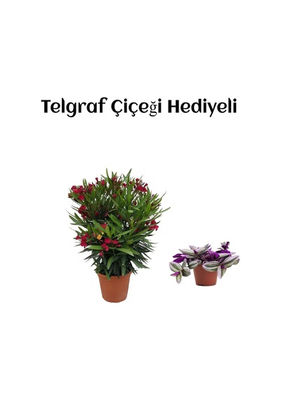Kırmızı Renk Bodur Zakkum Fidanı Sevgililer Gününe Özel Telgraf Hediyeli