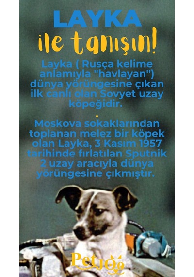 Petjoo 22.Layka Sarı-Mavi Qr'lı Köpek Künyesi