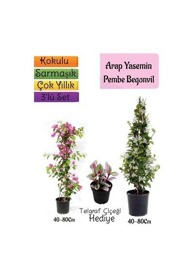 Kokulu Arap Yasemini+pembe Begonvil+telgraf Çiçeği 3'lü Bahçe Seti
