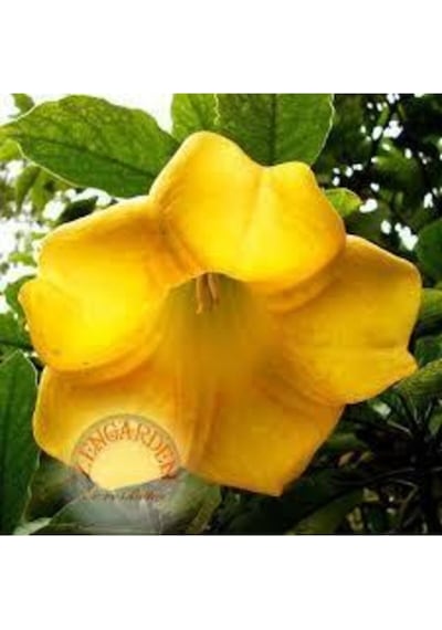 5 Adet Tohum Angel Trumpet Çiçeği Meleklerin Borozanı Çiçek Tohumu Sürpriz Hediye Bonzai Ağacı Tohum