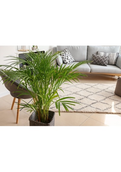 Areka Palmiyesi - Areca Palm 90-100 Cm