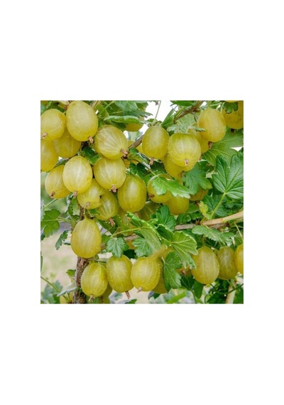 Sarı Bektaşi Üzüm Fidanı 10-20 Cm