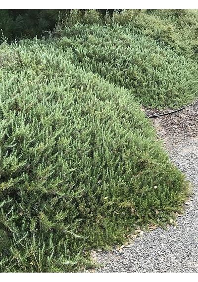 Yayılıcı Biberiye Rosmarinus Officinalis Prostratus 2 Adet