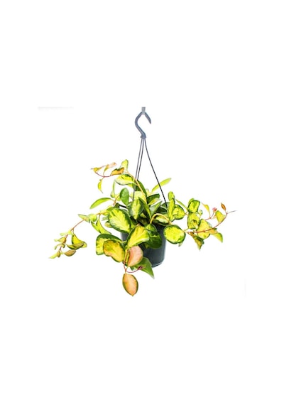 Alacalı Mum Çiçeği (Hoya carnosa Tricolor) - Askılı Saksıda