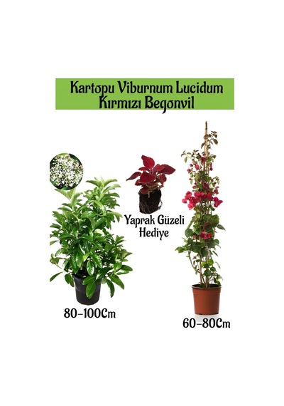 Kartopu Viburnum 1 Adet+kırmızı Begonvil 1 Adet+yaprak Güzeli Hediye Bahçe Bitkisi