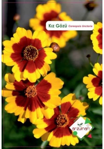 Kız Gözü Çiçeği Tohumu