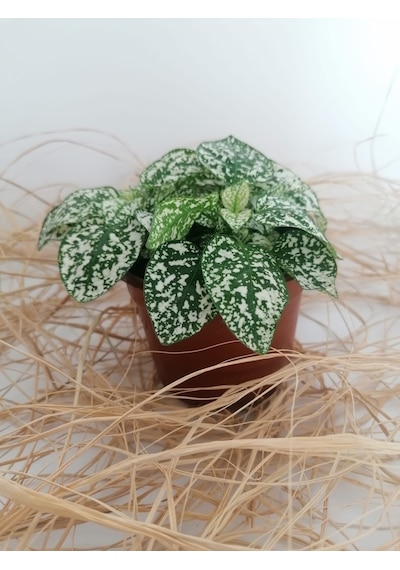 Serada Decor Plant Hypoestes Phyllostachya - Hostes Çiçeği Beyaz