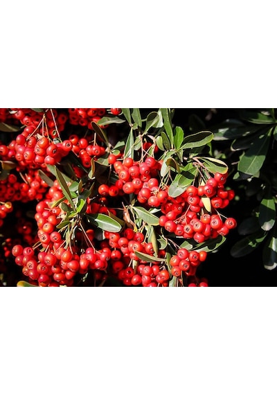 4 ADET Saksıda Ateş Dikeni (pyracantha) Fidanı (50-70 Cm)